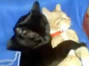 Blackie and Queenie, two inseparable cats